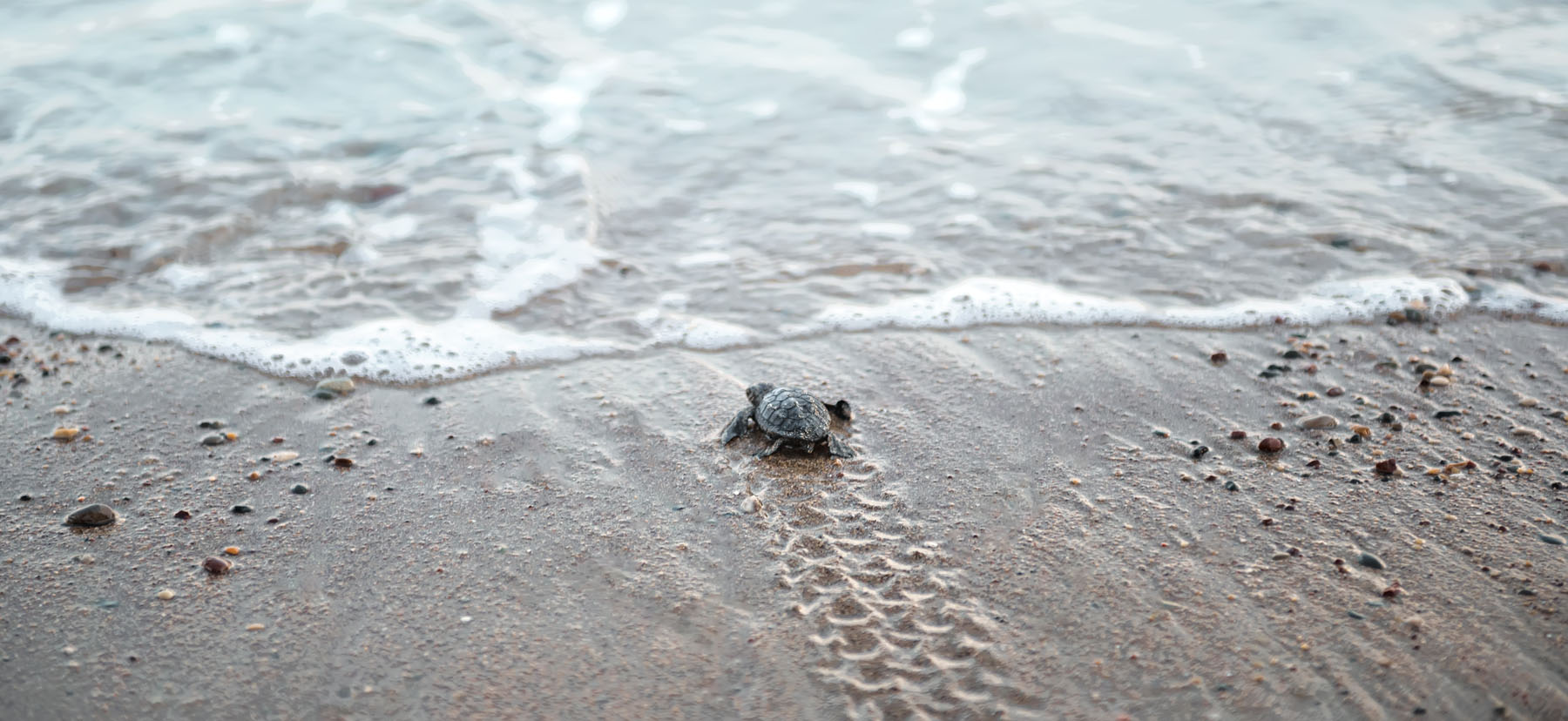 tiny turtle walking to the sea