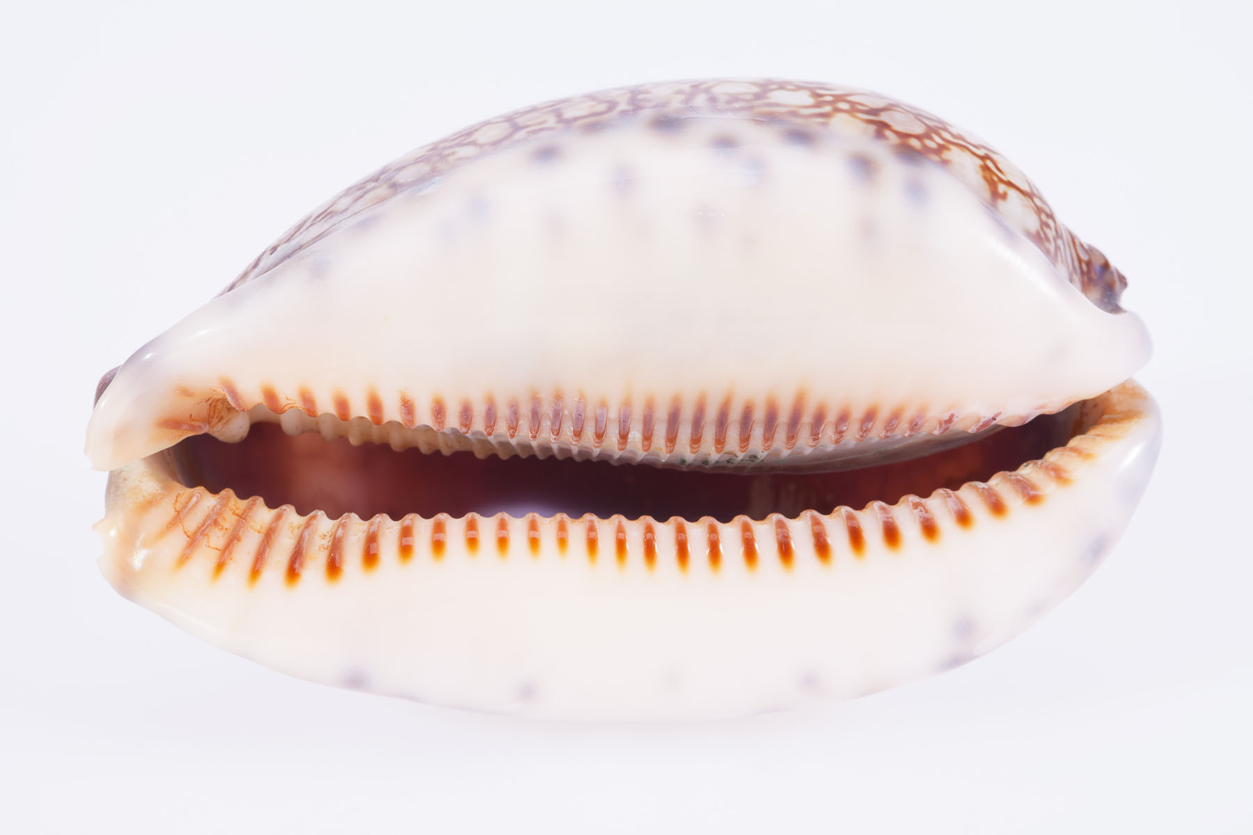 Seashell