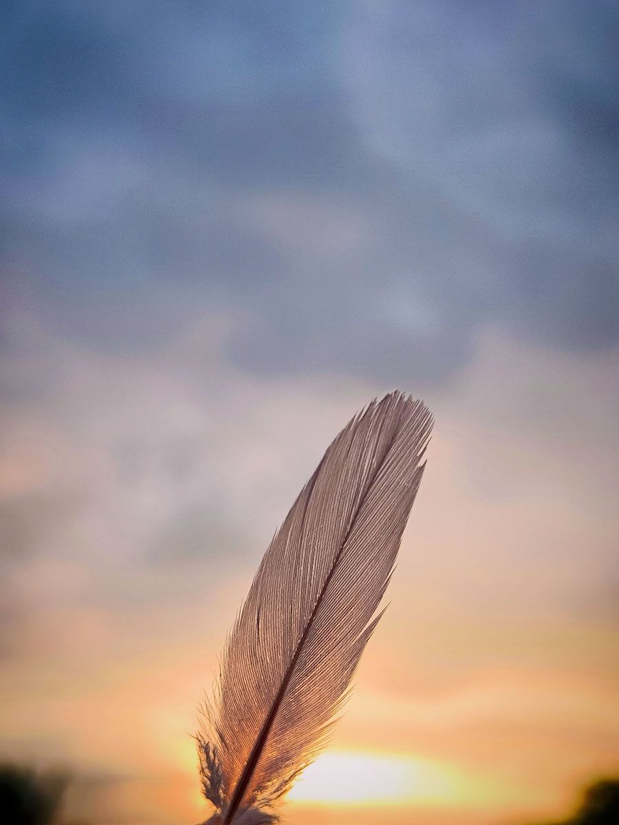 feather