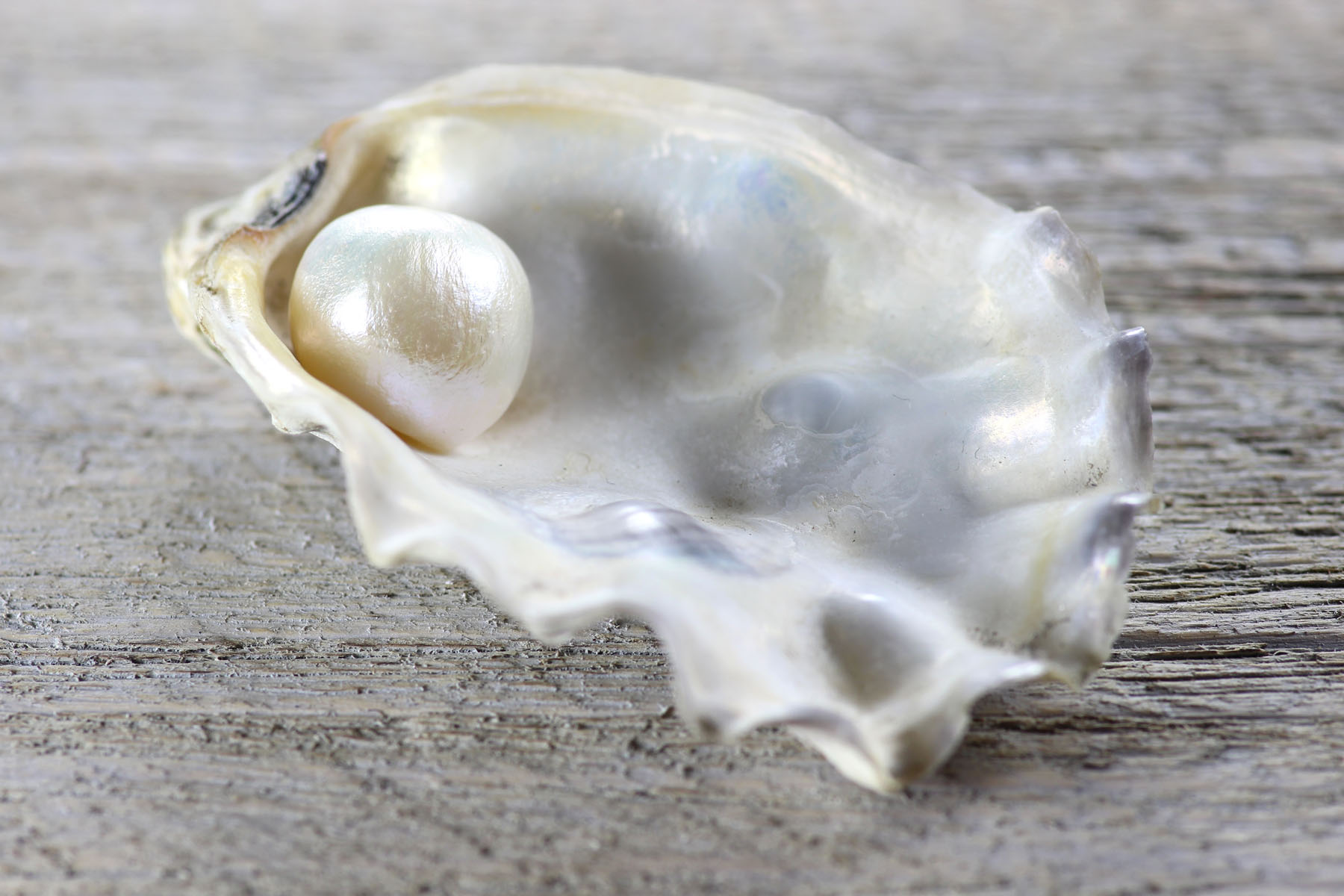 pearl in oyster