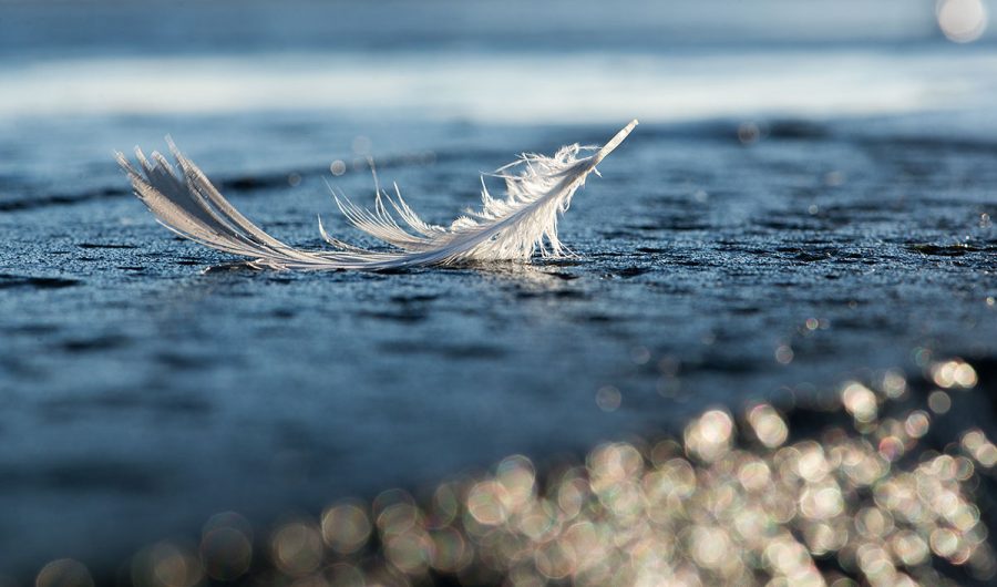feather floating on water